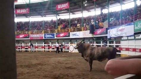 Casino bull Costa Rica